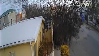 Video captures flock of birds suddenly falling from the sky in Mexico [upl. by Pardew361]