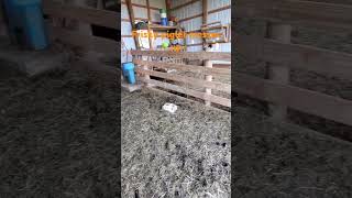 Piglet runs into fence farm failanimals [upl. by Nyra]