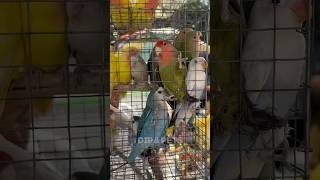 Galiff street bird market 🦜India biggest bird market birds pets galiffstreet birdslover shorts [upl. by Mahau]