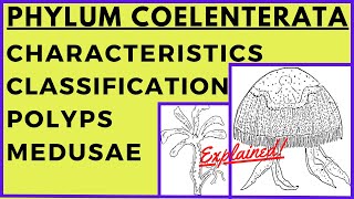 Phylum Coelenterata  Polyps Hydra Obelia Sea Anemone  Medusa Aurelia Polymorphism  Animal Kingdom [upl. by Oigroig641]