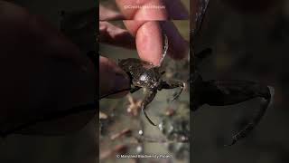 Giant Water Bug  The Ferocious Predator of the Water [upl. by Kirat]