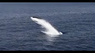 Rare footage of breaching fin whale  Whale and Dolphin Conservation [upl. by Devon773]