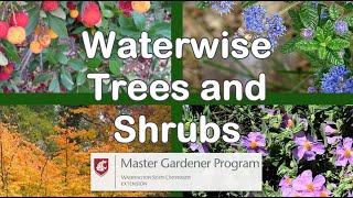 drought resistant trees and shrubs [upl. by Sheehan]