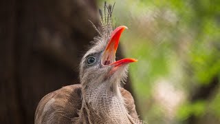 Redlegged seriema catching snake 🐍 [upl. by Meeka]