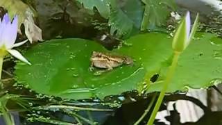 Motorbike frog Litoria Moorei call [upl. by Lifton]