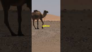 Can Camels Survive Without Eating desertlife [upl. by Ennairrek]