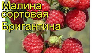 Малина сортовая Бригантина Краткий обзор описание характеристик rubus idaeus Brigantina [upl. by Gainer430]