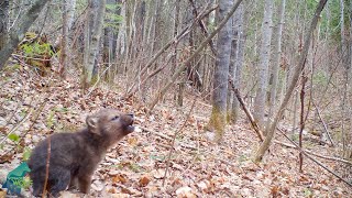 The first howls of a wolf pup in the Northwoods of Minnesota [upl. by Shaner]