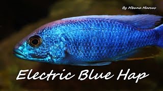 AFRICAN CICHLID SCIAENOCHROMIS FRYERI quotELECTRIC BLUE HAPquot [upl. by Jonah]