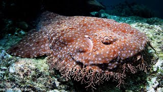 Tasselled Wobbegong  Animal of the Week [upl. by Alihet]