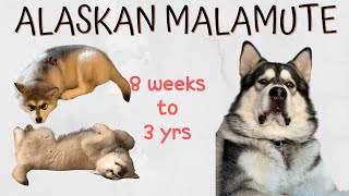 8 weeks to adult  Alaskan Malamute [upl. by Kulseth]