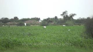 In flight Cattle Egrets in Sonkhaliya [upl. by Mallorie]