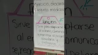 ⭐¿Cómo hacer organizadores gráficos Mapas mentalesTips de conceptualización Función de relación [upl. by Jana483]