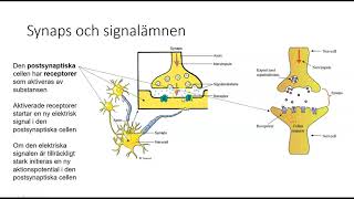 Nk1b Nervsystemet och droger [upl. by Iadam951]