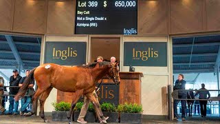 Inglis Easter Yearling Sale approaches [upl. by Hawley]