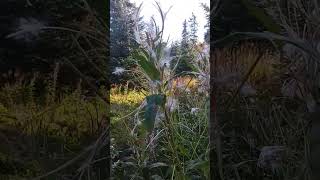 Fireweed Fluffing alaska autumn [upl. by Chase]