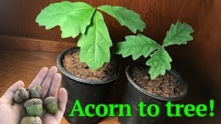 How to grow a White Oak tree from acornseed [upl. by Darcey773]