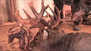 The 274 Alberta Whitetail  Wild TV [upl. by Veator]