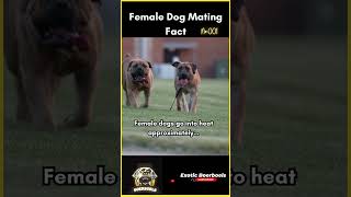 Dog Mating Facts  Understanding Female Dog Reproduction boerboelpuppy [upl. by Leo114]