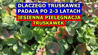 Dlaczego Truskawki PADAJĄ PO 23 LATACH Jesienna Pielęgnacja Truskawek Uprawa Truskawek w PRAKTYCE [upl. by Phila]