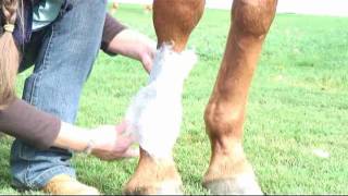 Sweating a horses leg and about changing medications [upl. by Beard]