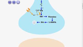 Neurônios Dopaminérgicos e Liberação de Dopamina [upl. by Noah860]