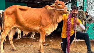 ALHAMDULILLAH MANDI LOOT LI ♥️ APNA JANWAR LE LIA  COW MANDI VLOG  BAKRA EID [upl. by Pradeep]