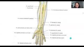 Anatomi Mandibula M Regio Antebrachium Articulatio Genu [upl. by Eitsirk317]