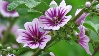 Common Mallow  Zebrina Cultivar Malva sylvestris [upl. by Anitselec]