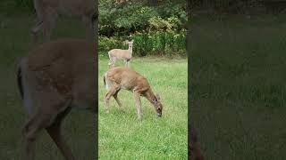 Feeding Crabapples To The Deer [upl. by Valaria]