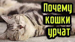 Почему кошки урчат [upl. by Einahpts]