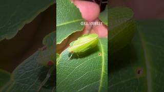 Green ConeHeaded Planthopper 🌿 [upl. by Jaal]