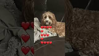 Love him edit emojination funny puppy fypviral [upl. by Nalla]