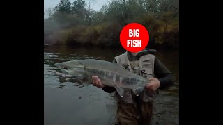 Catching BIG Chum Salmon on a 5WT TROUT FLY ROD bc salmonfishing salmon [upl. by Uis920]