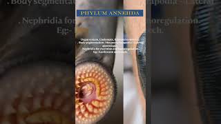 PHYLUM ANNELIDA shorts biology [upl. by Anaihs]