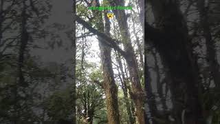 Dangerous forest of uttarakhand binsar 😰 viralvideo ytshorts minivlog travel trending [upl. by Meeharbi]