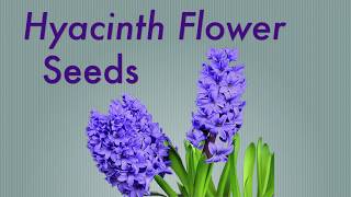 Hyacinth flower seeds 2019 [upl. by Rather]