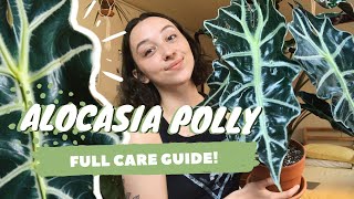 ALOCASIA POLLY PLANT CARE  dormancy propagation  more  alocasia amazonica [upl. by Havelock]