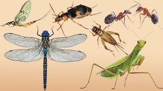 Learn Insect Name  Praying Mantis Cricket Dragonfly Carpenter Ant Jewel Beetle Mayfly [upl. by Aerona]