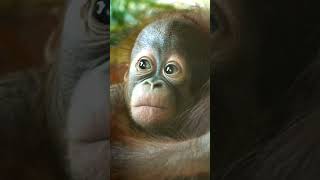 Baby Orangutan Youve Never Seen Anything Cutershortsfunnyvideoorangutansfunnyanimalzoo [upl. by Rehpotsirh]