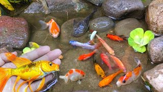 So Amazing Catching Colorful Betta Fish In The River Giant Catfish Ornamental Fish Turtle Bird Sheep [upl. by Ecylahs]