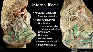 Pelvic Vasculature M1 Perineum SDV [upl. by Nahta]