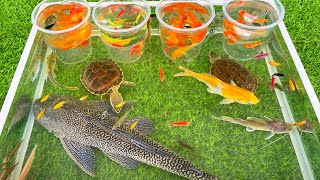 Goldfish White Spot Treatment aquariumfish aquariumpets goldfish petfish pet aquraium pets [upl. by Nedrob]