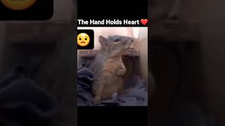 Cute Rat Got Scared 😱  Watch Still End  ytshorts pets [upl. by Rowney125]