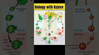 pollination in plantsshort biology shorts treding [upl. by Mourant426]