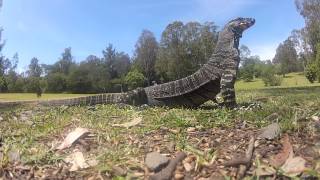 Goanna swallows egg whole  GoPro [upl. by Kemble]