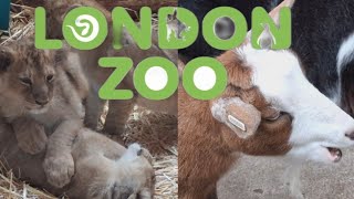 Exploring ZSL London Zoo For The First Ever Time VLOG 21st May 2024 [upl. by Karlene]