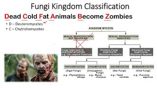 Kingdom Fungi classification trick to remember  Short tricks to remember fungi classification [upl. by Aowda]