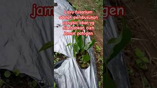 Layu fusarium dan pencegahannya cabe fusarium layufusarium [upl. by Assirahc]