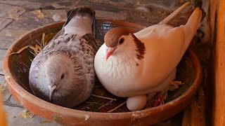 Live pigeons  Nesting pigeons  birds livestream  birds for pets [upl. by Eimaral275]